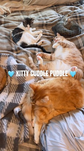 They conveniently “forgot” to send my invite to the morning kitty cuddle puddle 🥲…and while it would appear Spartan was also “mistakenly” not invited, I would suspect he was indeed invited and he just deleted the invite & then blocked all of them bc he’s that cranky fella who always complains about the young hooligans 😹🙈 #fblifestyle #funnycat #catrescue #orangecat #catoftheday #cutecats | Olivia Renee