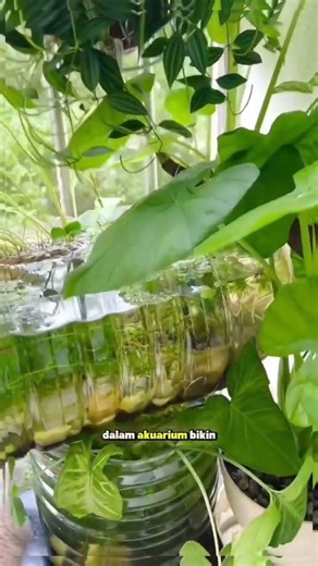 MEMANFAATKAN GALON BEKAS UNTUK MEMBUAT AQUARIUM ESTETIK #aquarium