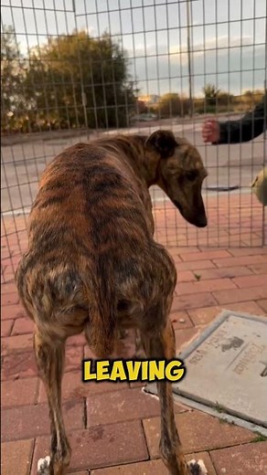 Dog Walked Into a Trap… What They Did Next Changed Everything 🐕❤️ #shorts