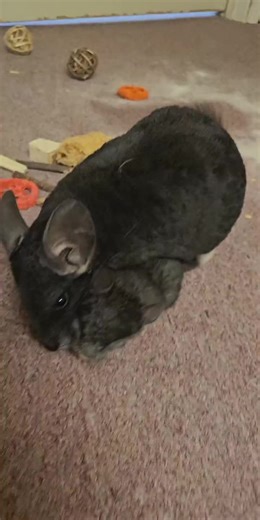 Momma and baby chinchilla