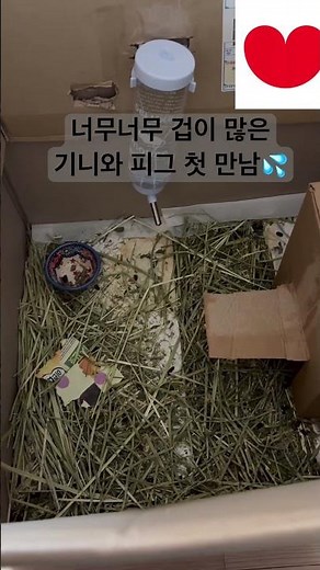 겁 많은 기니피그와의 첫 만남