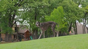 140K views · 2.2K reactions | Découvrez Zeus, le plus grand chien du monde! | Manu | Facebook