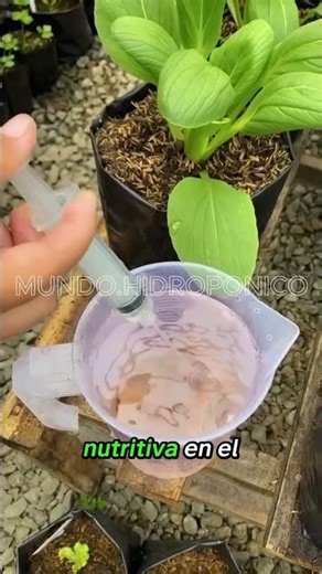 Aprende a cultivar tus alimentos 🍅🥬 en tu propia huerta hidropónica en casa #Hidroponía