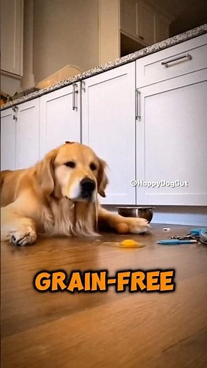Grain-Free vs Grain-Inclusive Dog Food (Best for Sensitive Stomachs?) 🐶💚