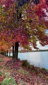 50K views · 253 reactions | Green Lake, Seattle #washingtonstate #autumnday #fallcolors #greenlakeseattle #seattlewa #seattle | Pinaykano Pinaykano | Facebook