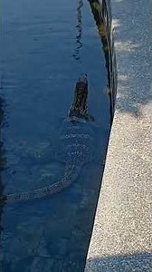 Monitor Lizard in my Pool Area #lizard #crocodile