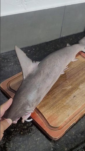CAÇÃO FRESQUINHO! Olha o tamanho desse peixe 🦈🎣