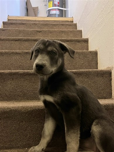 Bringing Home Our Rescue Puppy: A Healing Journey