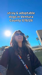 Stray & adoptable dogs in Ventura County, CA ‼️ All dogs available for adoption or reclaim are posted to shelter website at vcas.us/dogs. Please visit 600 Aviation Drive, Camarillo CA or call 805-388-4341 for assistance reclaiming. NOTE: VCAS does NOT collect or report immigration information when reclaiming or adopting pets, and is dedicated to providing services for ALL members of our community regardless of immigration status. | Ventura County Animal Services
