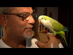 Man nearly dies trying to save Chuckles the parrot from tree