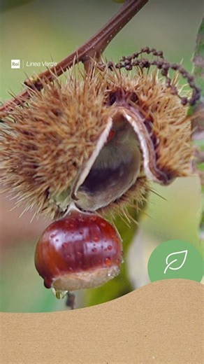 Nella puntata di domenica, 9 novembre, Peppone, Fabio e Margherita ci porteranno alla scoperta del territorio amiatino, noto per le sue acque sorgive, la Peschiera, la miniera e il marrone santafiorese, prodotto d’eccellenza protagonista dell’autunno. Preparate le valigie! #LineaVerde | Linea Verde - Rai