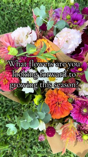 I’m most excited to be filling 1/3 of my hoop house with heirloom mums this season! I adored them this fall and can’t wait to add more! 🌱 How about you?! . . #flowerfarm #cutflowers #nwindiana #chrysanthemum #gardening