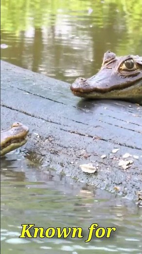 Exploring the World of Caimans: Masters of Freshwater #animalfacts #animaldocumentary #animals