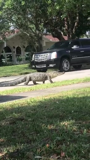 JUST GATOR THINGS 🐊 - You know it's a typical day in Florida when you spot a massive alligator walking down the street in your neighborhood. This one was spotted in Palmetto Bay over the weekend. STORY: https://bit.ly/3terjct (Video Credit: Trenton Wasser) | WSVN-TV