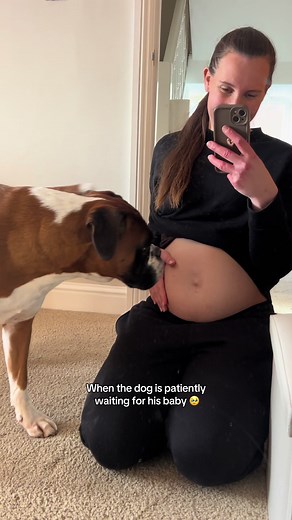18 weeks to go Bruno!! #fyp #dogsoftiktok #boxerdog #pregnant #dogmom