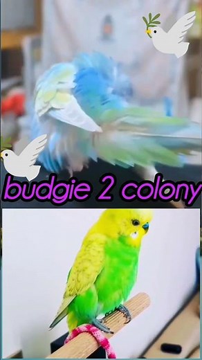 budgie 2 colony