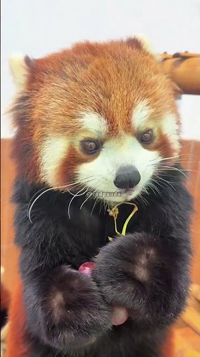 WOW!!! adorable red panda🍼🍼🍼 #amsr #foryou #ailurusfulgens #redpanda #fpy #zoo #cute