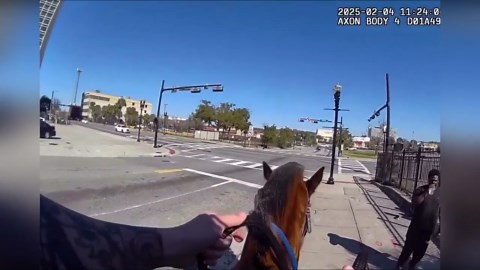 Reined in! Police horse runs through traffic to chase 'drug dealer'