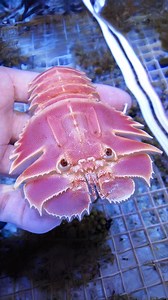 91K views · 1.4K reactions | Slipper Lobster 咽 The Most Bizarre Lobster! | 1 Minute Animals Did you know there's a lobster that looks like a slipper? The SLIPPER LOBSTER is a truly bizarre creature with a cute, slipper-shaped shell. Discover the secrets of this unique crustacean! #slipperlobster #lobster #lobsterlove #crustaceans #sealife | 1 Minute Animals | Facebook