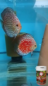 Room 2/3 - 20 pairs of discus – 20 pairs with fry - tank size 55x70x55cm - 210l . This fact confirms that proper nutrition in the form of ROYAL MENU granules brings exceptional results. ROYAL MENU feed is designed so that the fish are in top condition – healthy, vital, without excessive fat deposits. Thanks to this, they achieve stable reproduction and long-term prosperity. ROYAL MENU – the professional choice for breeders. Wholesale cooperation : info@discus-siner.sk Whatsapp : 421 905 772 167 