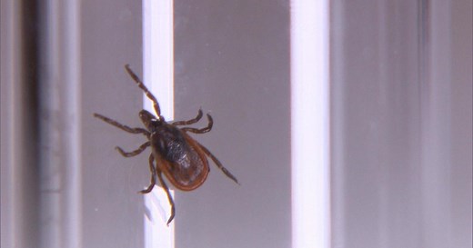 Tick-borne disease epidemic