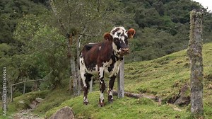 Normande cow breed of dairy cattle from the Normandy region of France imported in colombia Stock Video