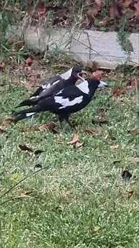 📢📢Turn on speaker: Cutest baby magpie, poor mum! #birdcalls