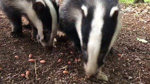 65K views · 4.8K reactions | Shot and left to die in abject agony . Too many Badgers being culled are suffering and it’s time to ask the government to rethink this part of this atrocious policy . Please sign the @Wild Justice petition petition here https://petition.parliament.uk/petitions/333693 | Chris Packham | Facebook