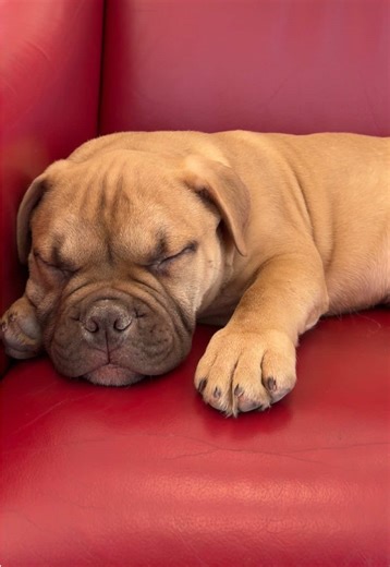 Welcome to the team, Petey 🐾🚗 Our newest (and furriest) employee is already hard at work at our Red Deer Nissan dealership, providing top-tier customer service through free snuggles, smiles, and stress-free vibes. Whether you’re buying a new Nissan, shopping used vehicles in Red Deer, or waiting for an oil change or service appointment, Petey is here to make your visit unforgettable. Come experience the friendliest Nissan dealership in Red Deer, Alberta — where great cars and great vibes come 