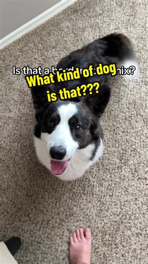 The more you know! He is indeed a purebred Cardigan Welsh Corgi and NOT a shrunken border collie lol #corgi #corgidog #corgisoftiktok #dogtok #dogcommunity #cardiganwelshcorgi #cardigancorgi