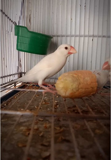 White Java Sparrows Enjoying Corn Together