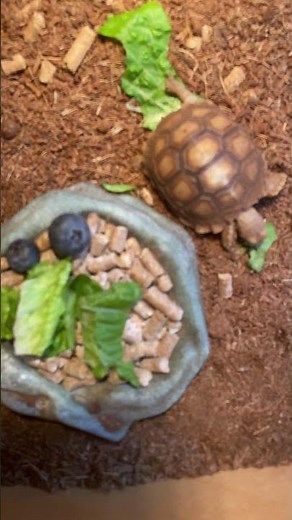 Cute Baby Animals Playing Together - Fun Wildlife Videos for Kids | Animal Girls