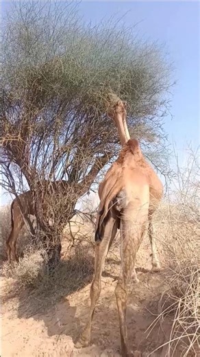 🐪✨ esi khoobsurt untni pehle kabhi nihen dekhi!