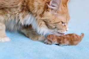 Why do Cats Move Their Kittens? - And Other Mother Cat Behaviors