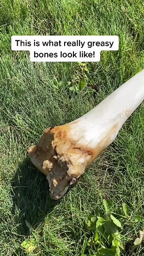 Bone Degreasing Process: Moose Skull Cleaning