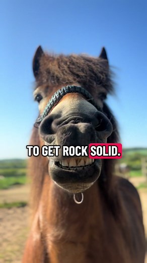 Replying to @🍲soup🍲 that’s got to hurt! #fyp #foryou #equestrian #sheathcleaning