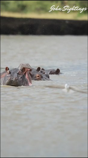 438 reactions · 97 shares | Just Hippos and Their Feathered Friends Chilling 鍊 #Hippos #WildlifePhotography #AnimalLovers #NatureMagic #BirdsOfInstagram #WildlifePlanet #NatureLovers #SafariLife #AnimalFriends #CuteAnimals #ViralVideo #ExplorePage#NaturePerfection #maasaimara #wildlifephotography #reels #wildlife #safarigame #naretoi #houseinthewild | John Sightings | Facebook
