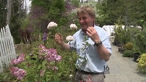 Fragrant Flowers for your Garden