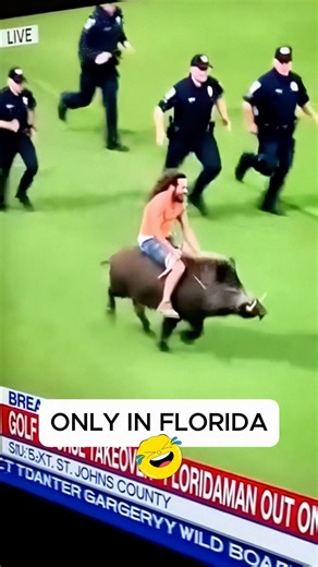 StrangeAI on Instagram: "This might be the most Florida police chase ever captured. A man rides a wild animal straight across a golf course while officers sprint behind trying to keep up. No cars. No sirens at first. Just grass, chaos, and a suspect who clearly chose the most unexpected escape route possible. The overhead view makes it even harder to believe this actually happened. Florida continues to defy logic. #OnlyInFlorida #FloridaMan #PoliceChase #GolfCourse #ai"