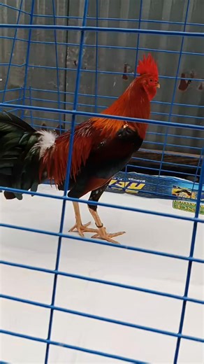 Lemon sweater | Doven Bitas