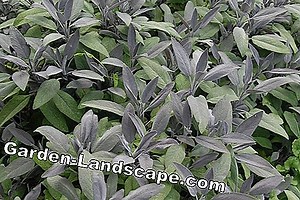 Other: Create fruit hedge - How it's done | 2025