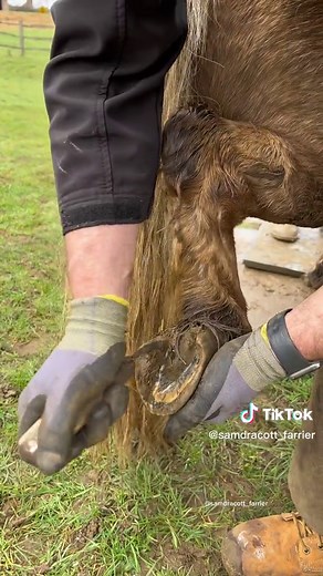 Field Trim for Mini Stallion | Oddly Satisfying Farrier ASMR Compilation