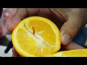 false coddling moths