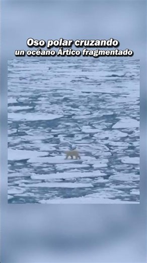 Así es el mundo de un oso polar