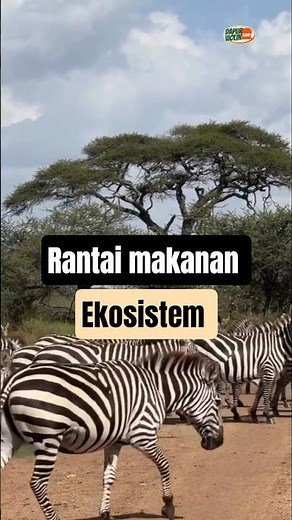 Food Chains Maintain the Ecosystem #education #animalfacts #viralvideo #dapurviolin