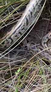 Rare “Labyrinth” morph Python found in the Everglades! | Cecelia Roper