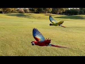 Freeflight Parrots! Stunning Footage Captures Free FLYING MACAWS!
