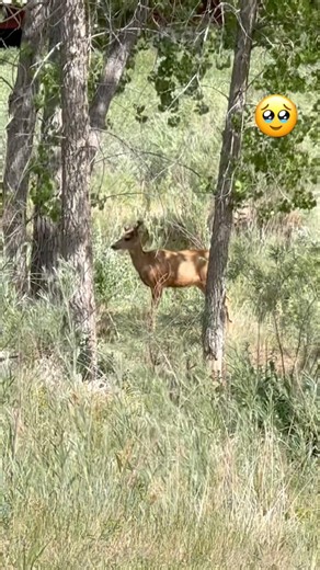 🦌 Run and be Free Deer #nature #outdoors #wildlife #deer #funny #diy