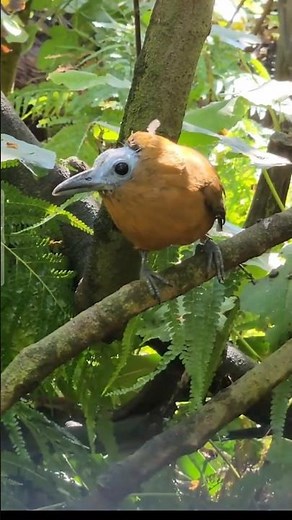 The Capuchinbird