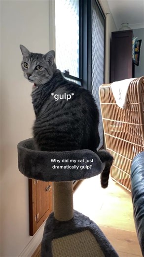 Why Does My Cat Gulp Dramatically?